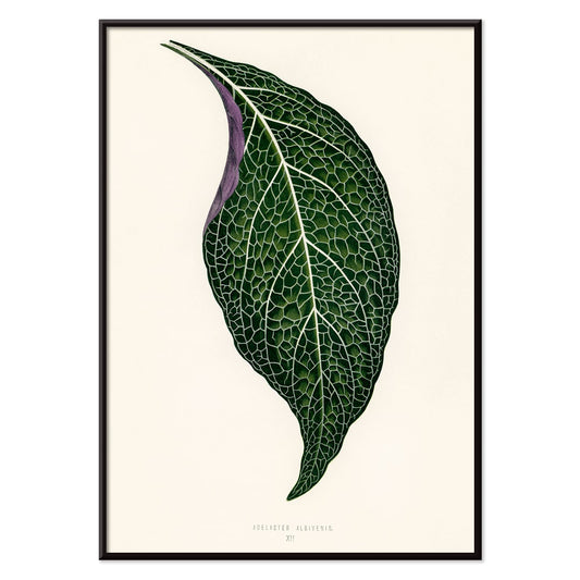 Detailed botanical illustration poster of Adelaster Albivenis by Shirley Hibberd showing a green leaf with purple veins, with black aluminium frame on white background