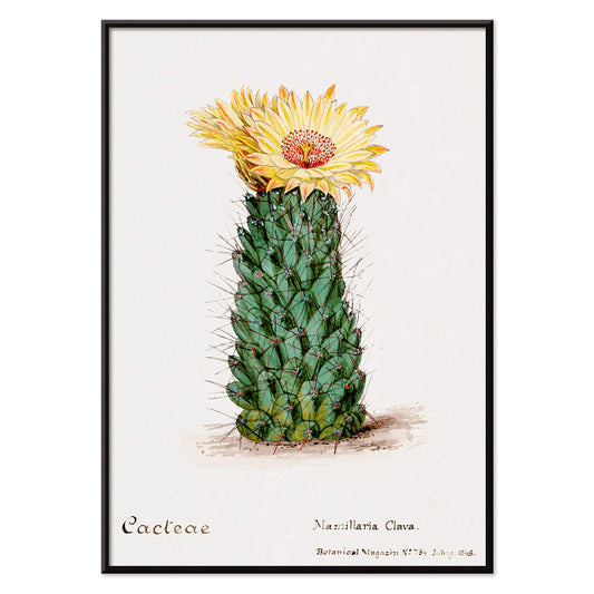 Beehive cactus illustration and poster blooming cactus from Familie Der Cacteen, with black aluminium frame on white background