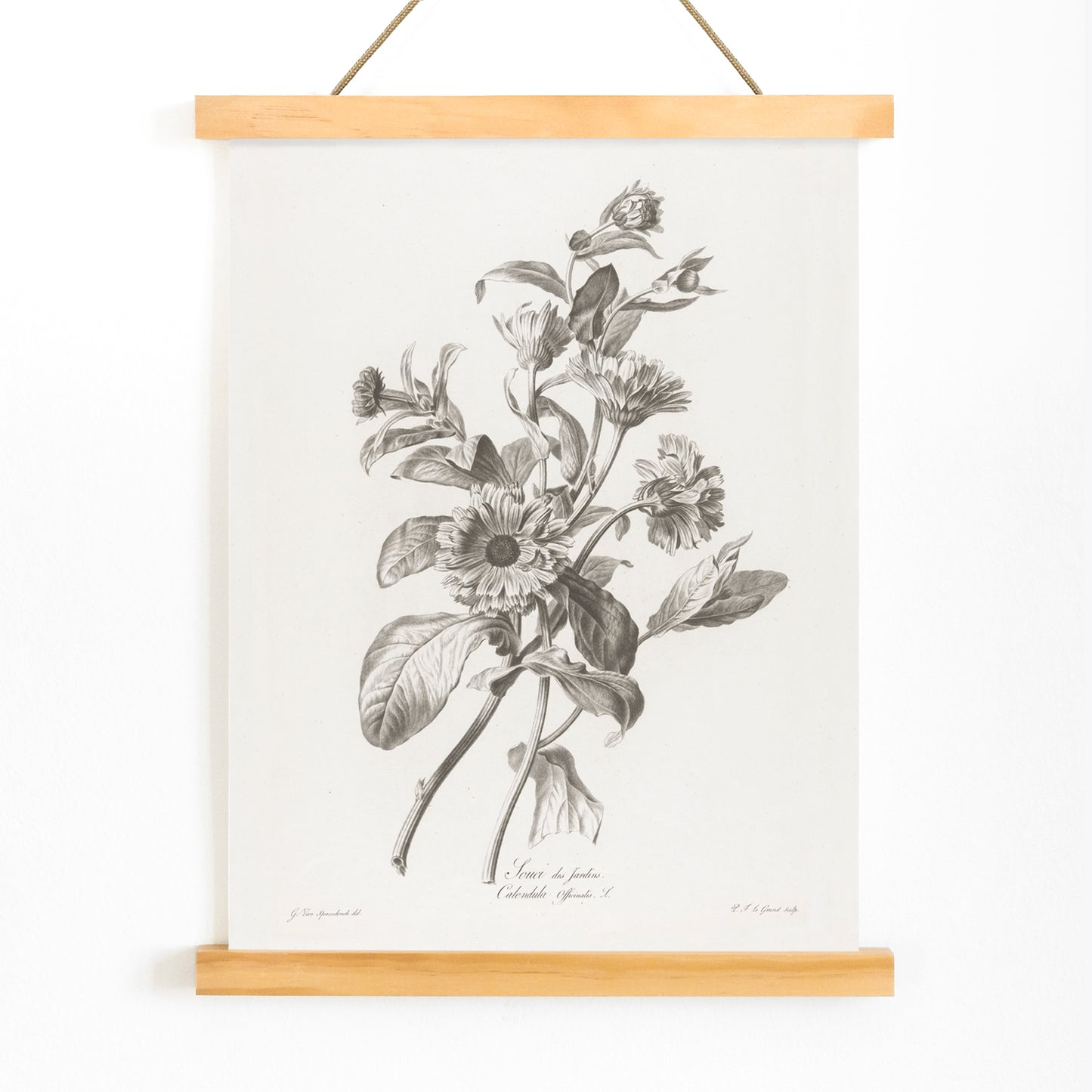 Black and white botanical illustration of marigold flowers by Pierre Francois Legrand titled Black and White Marigold poster, with wooden magnetic frame on white background