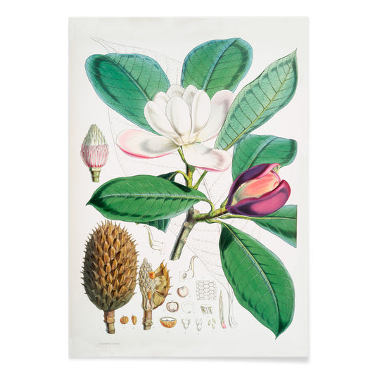 Botanical illustration and poster of Talauma Hodgsoni Magnolia Hodgsonii with detailed flowers and leaves by WH Fitch from Illustrations of Himalayan plants, with black aluminium frame on white background