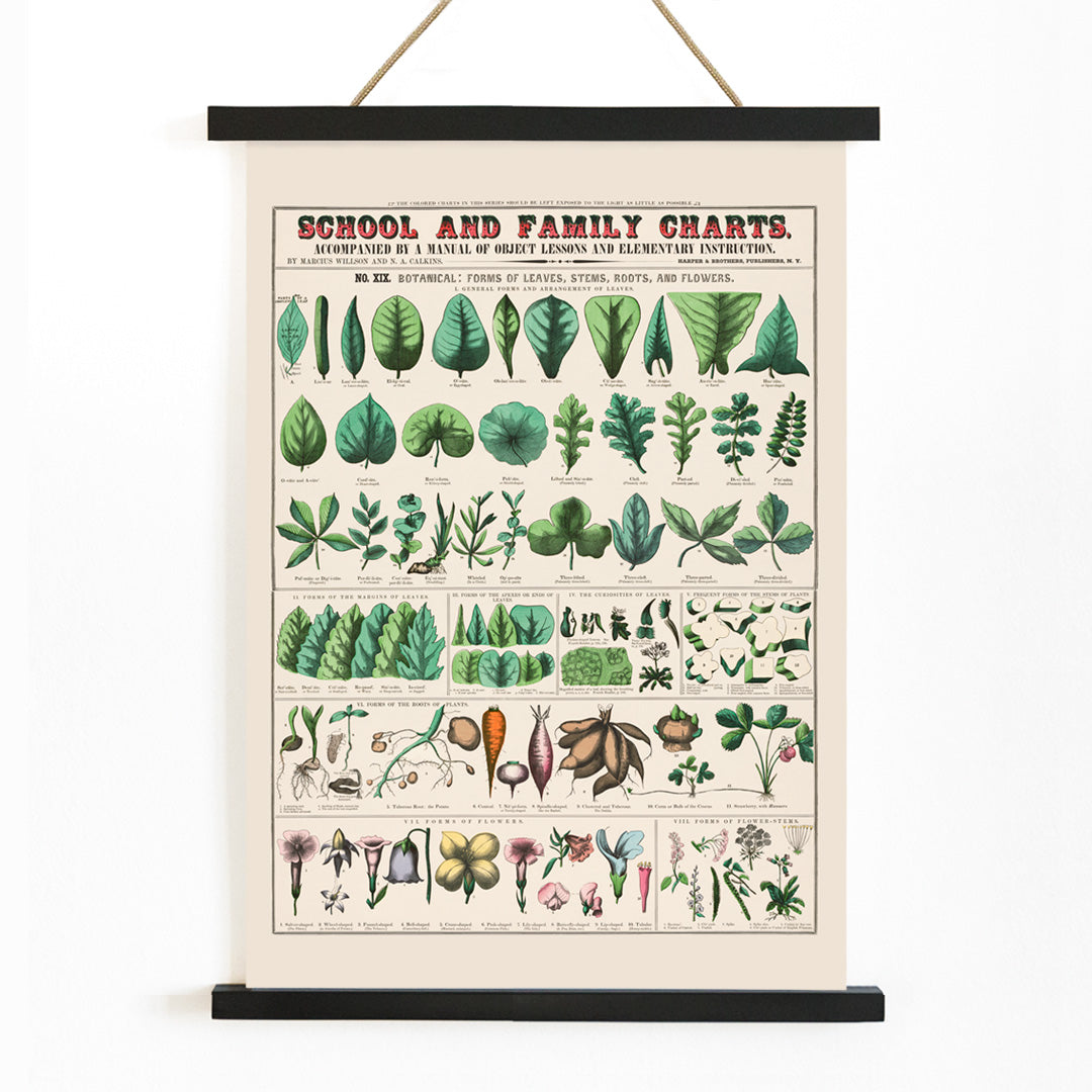 Botanical illustration and poster of leaves stems roots and flowers by Marcius Willson and Norman A Calkins school and family charts, with wooden magnetic frame on white background