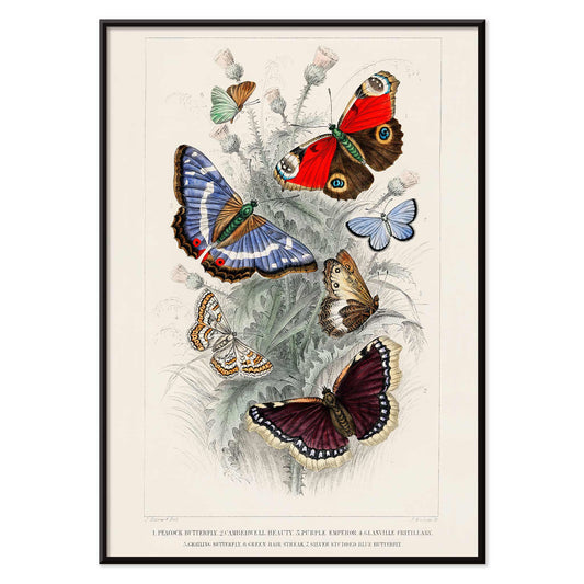 Colorful butterflies including Peacock Butterfly Purple Emperor Glanville Fritillary Green Hair Streak Silver Studded Blue and more from A History of the Earth and Animated Nature by Oliver Goldsmith poster, with black aluminium frame on white background