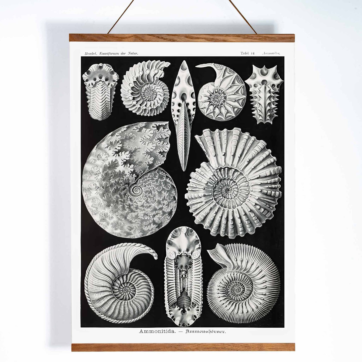 Detailed ammonite fossil illustrations by Ernst Haeckel from Kunstformen der Natur and Ammonitida Ammonshoerner poster for wall decor, with wooden magnetic frame on white background