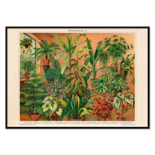 Colorful indoor foliage and potted green plants poster titled House Plants II by Institute of Liepzig featuring various house plants in pots against a warm background, with black aluminium frame on white background