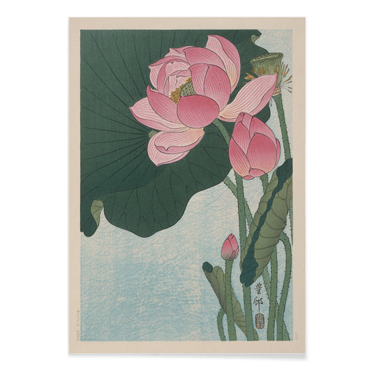 Pink lotus flowers and green leaves in Japanese woodblock print poster by Ohara Koson with light blue background, with black aluminium frame on white background