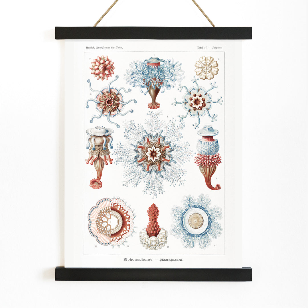 Colorful Siphonophorae jellyfish illustration by Ernst Haeckel scientific poster artwork, with wooden magnetic frame on white background