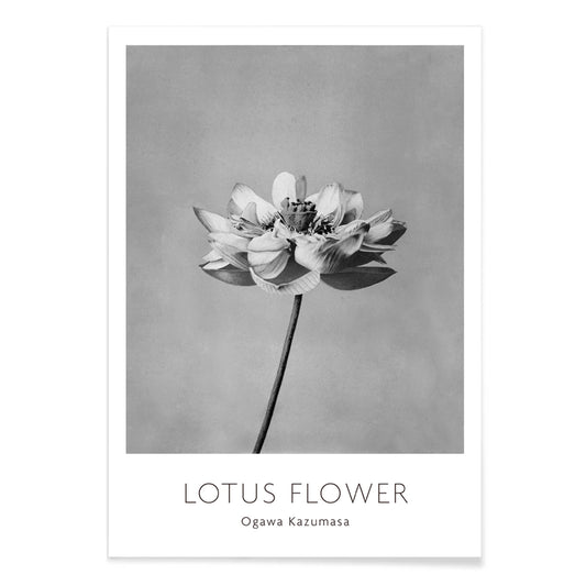 Monochrome lotus flower photography artwork by Ogawa Kazumasa minimal botanical wall art poster, with black aluminium frame on white background