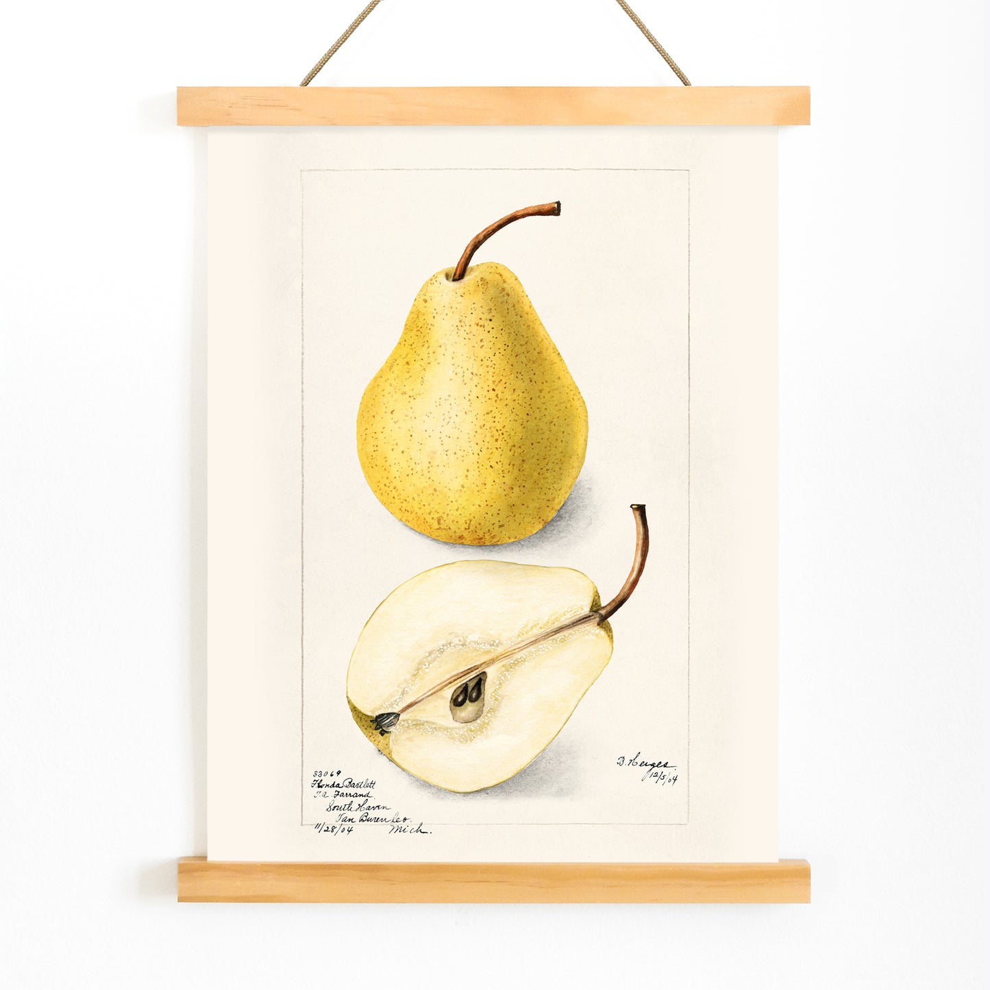 Botanical art of whole and sliced pears Pyrus Communis by Bertha Heiges for wall decor or kitchen illustration, with wooden magnetic frame on white background