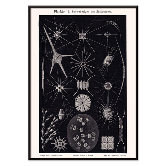 Detailed black and white illustration of freshwater plankton organisms scientific artwork Plankton II by The Institute of Liepzig poster, with black aluminium frame on white background