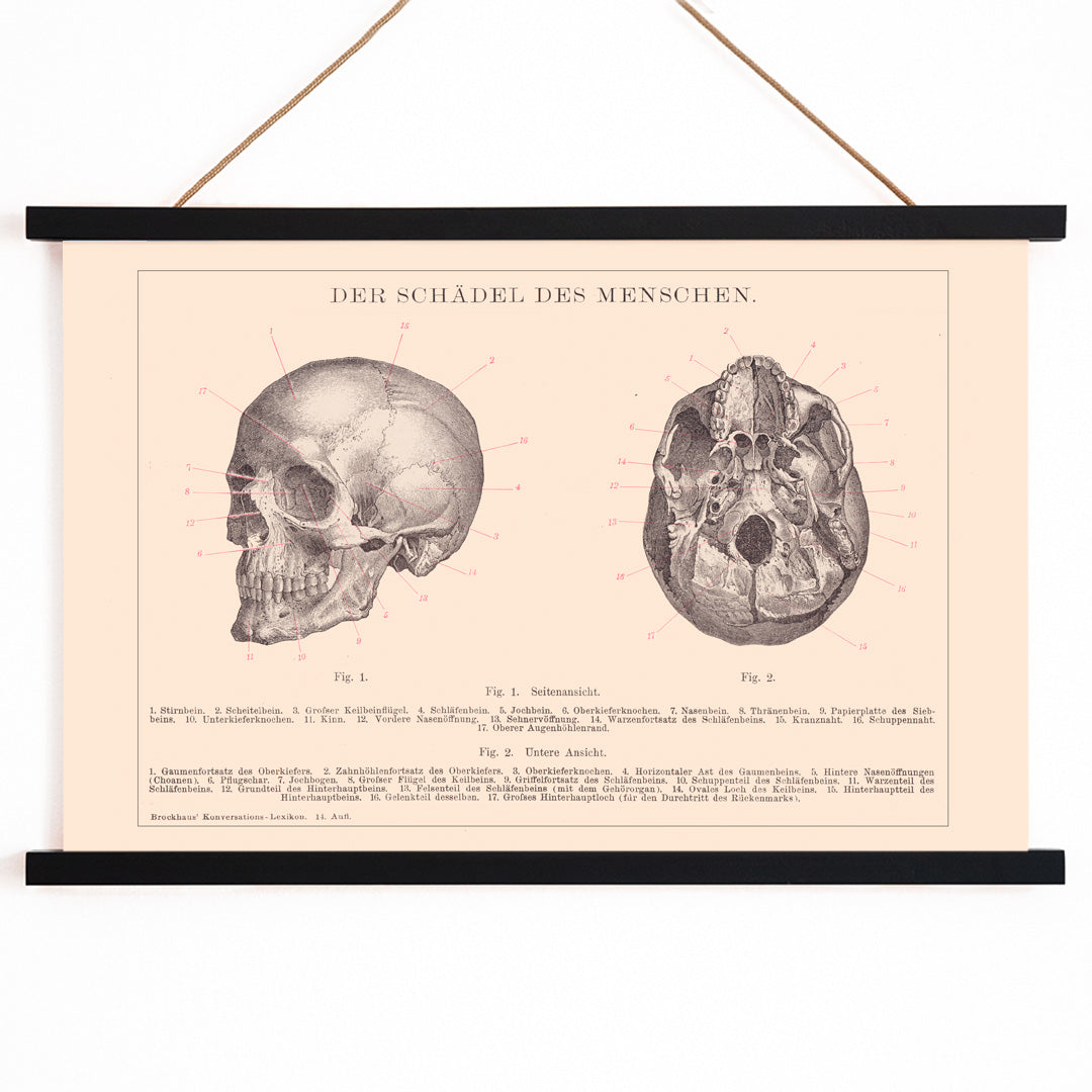 Detailed anatomical illustration and educational poster of human skull side and bottom views by Institute of Liepzig, with wooden magnetic frame on white background