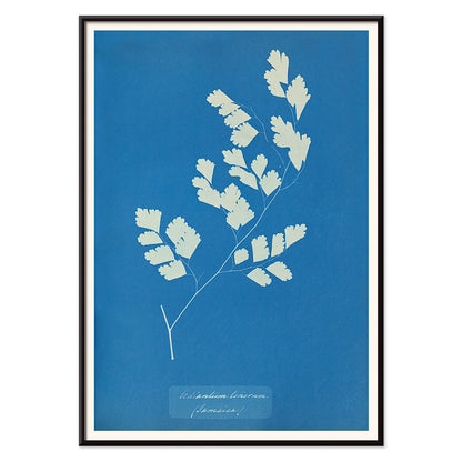 Cyanotype fern print by Anna Atkins titled Adiantum tenerum featuring white foliage on blue background botanical art poster, with black aluminium frame on white background