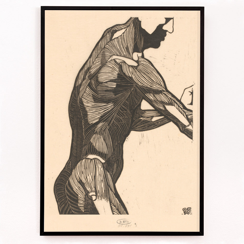 Closeup detail of Anatomical poster of mans side and arm showing detailed muscle structure artwork by Reijer Stolk