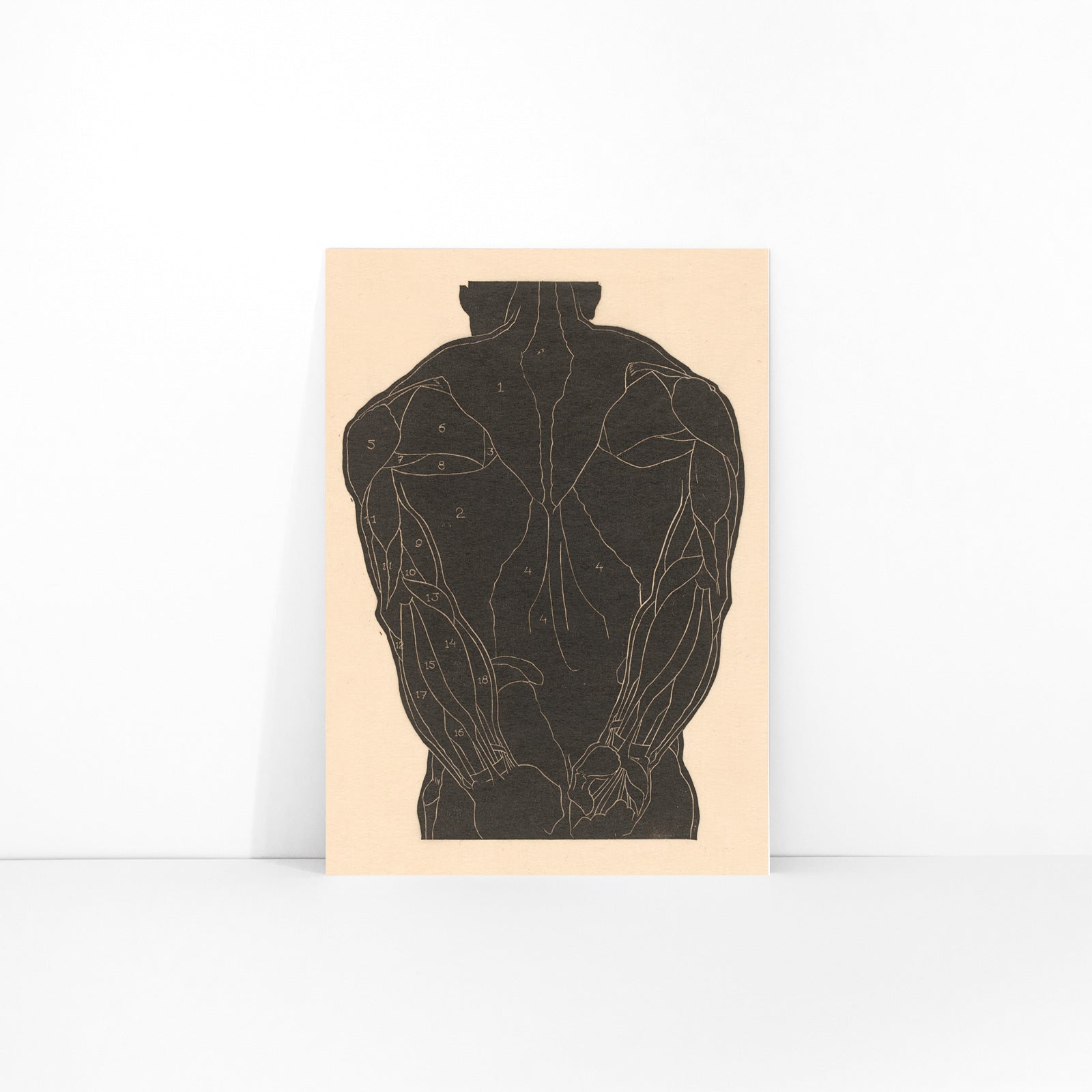 Anatomical illustration and poster of human back muscles by Reijer Stolk labeled muscle groups artwork Back Muscles, framed and displayed in modern living room decor