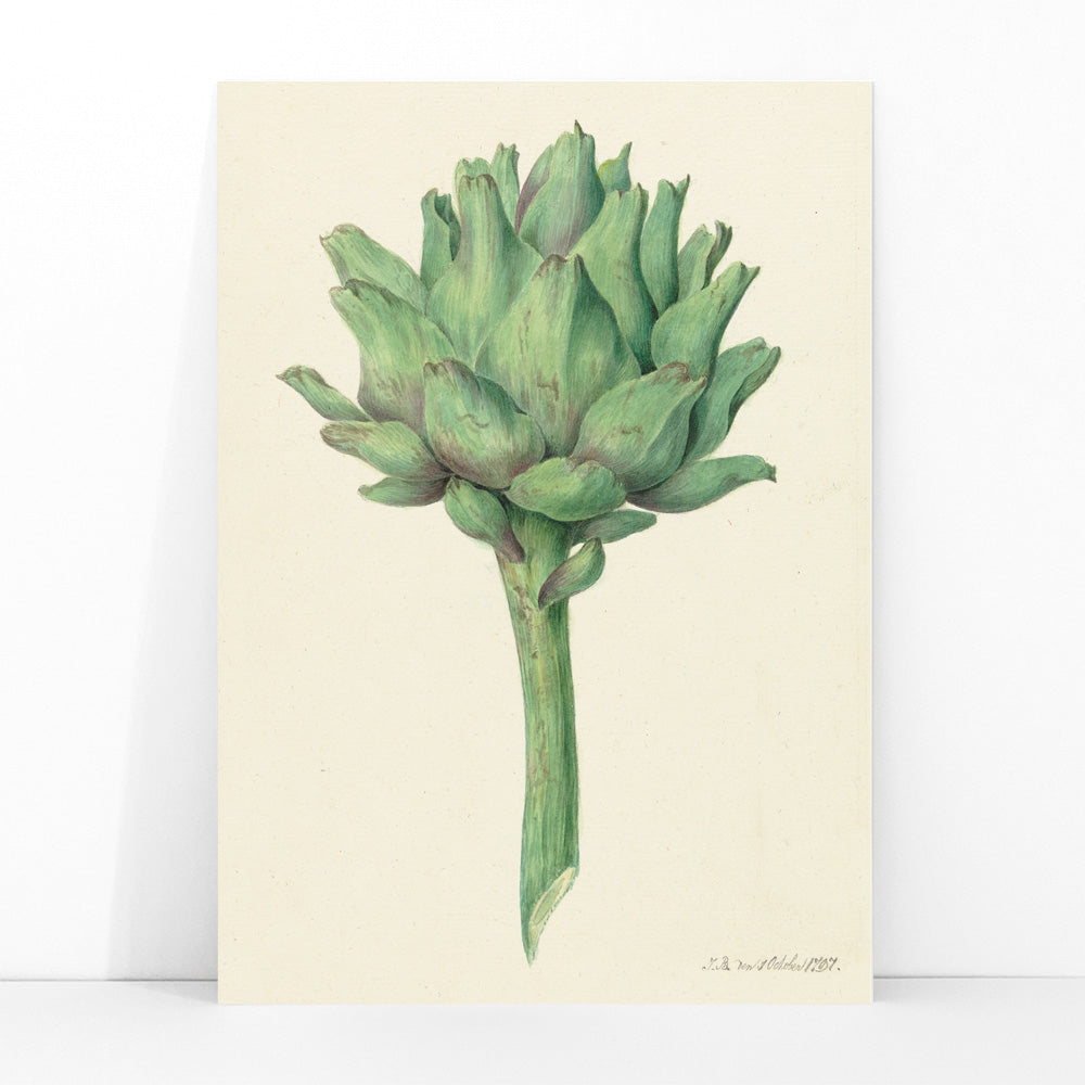 Botanical illustration poster of a green artichoke by Jean Bernard detailed artwork, framed and displayed in modern living room decor