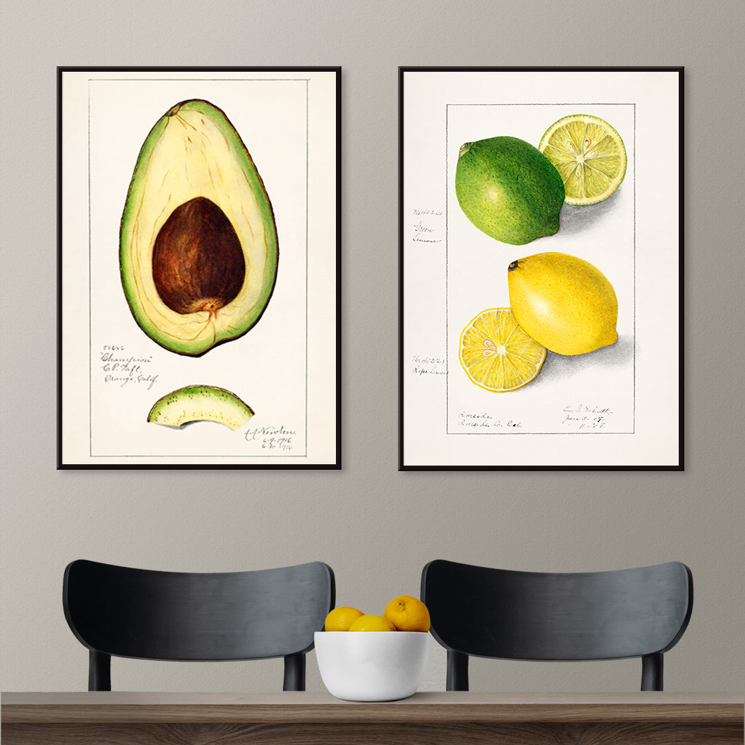 Botanical illustration of avocado fruit and sliced avocado by Amanda Almira Newton Avocado Persea wall art decor poster, framed and displayed in home decor