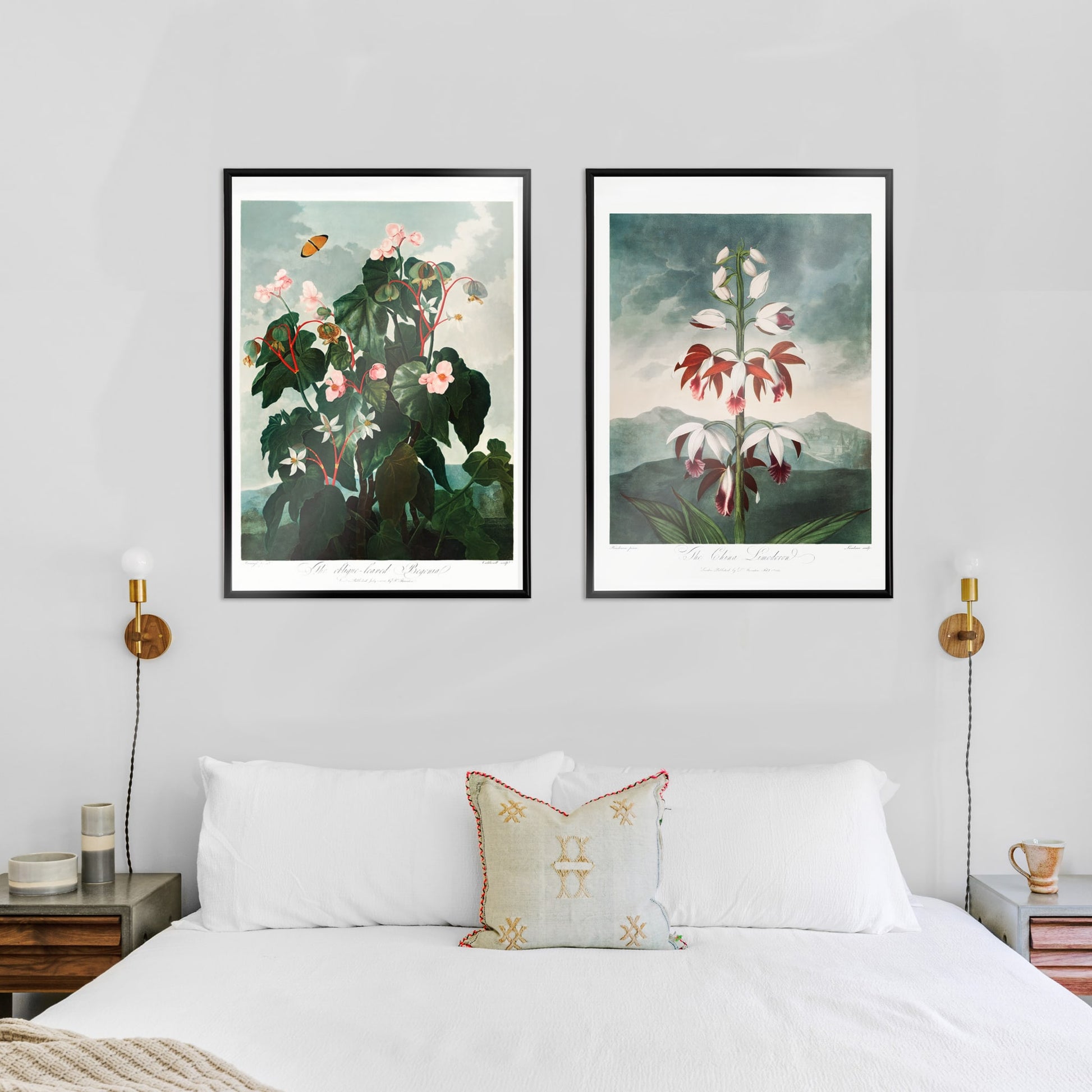 Botanical illustration and poster of The Oblique Leaved Begonia by Robert John Thornton featuring lush begonias and a butterfly in a scenic setting, framed and displayed in home decor