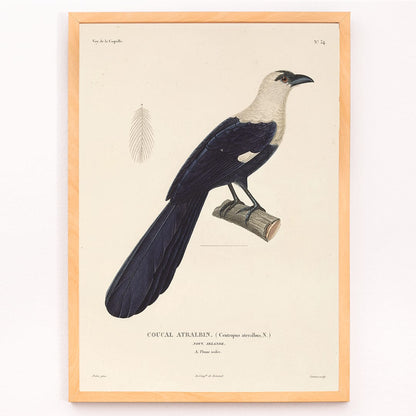 Bird perched on a branch by Louis-Isidore Duperrey from Voyage autour du monde Pl 139 illustration and poster, framed and displayed in modern living room decor