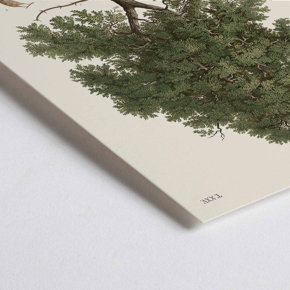 Closeup detail of August Gerasch Black Locust Tree botanical poster with mature tree, white blossoms, seed pods, bark and leaf studies