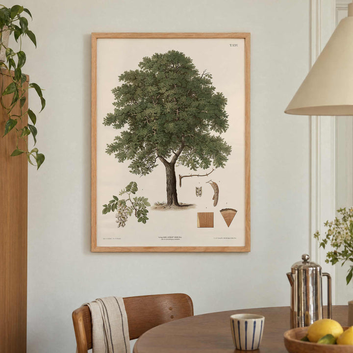 August Gerasch Black Locust Tree botanical poster with mature tree, white blossoms, seed pods, bark and leaf studies, with wooden magnetic frame on white background