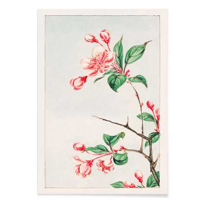 Botanical illustration and poster of pink and red cherry blossom branch with green leaves Kaido pyrus spectabalis by Megata Morikaga, with black aluminium frame on white background