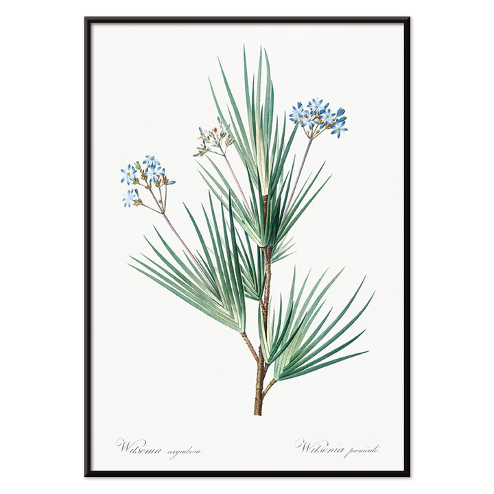 Botanical illustration poster of blue star flowers by Pierre Joseph Redoute from Les liliacees artwork, with black aluminium frame on white background