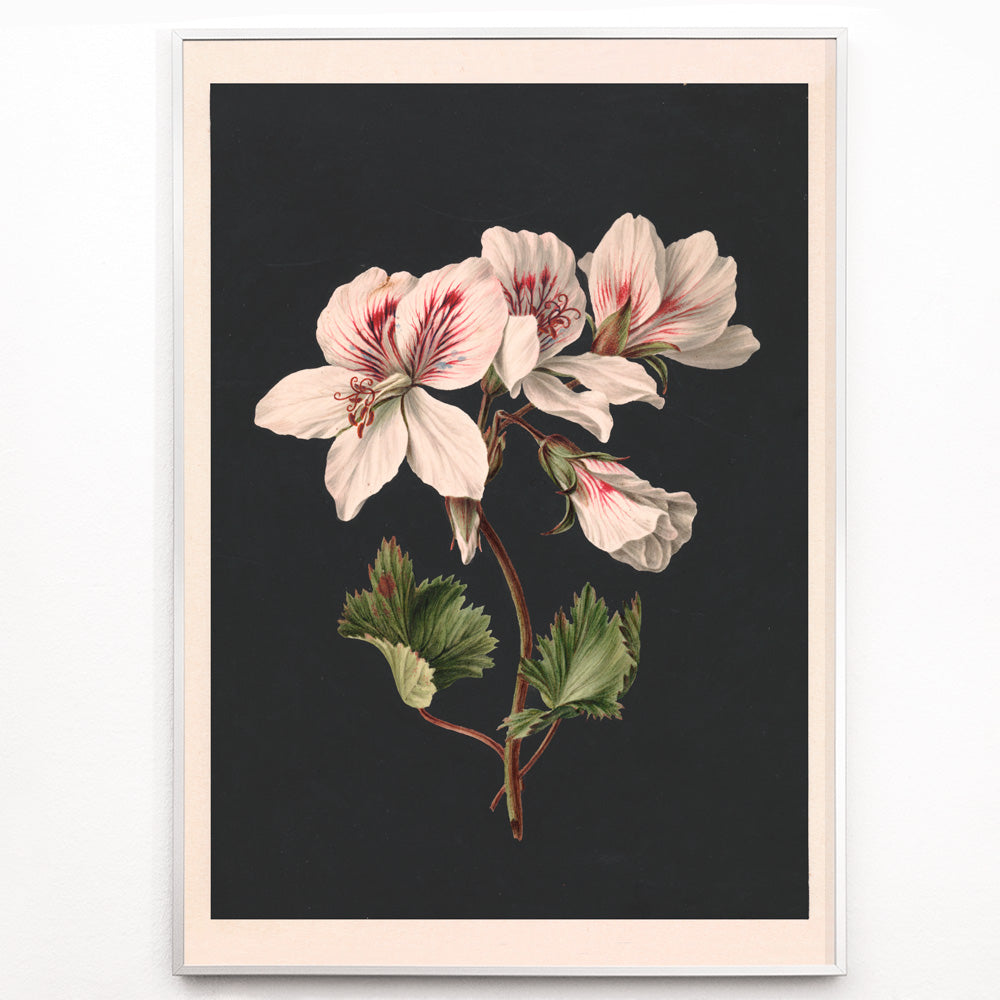 Closeup detail of Botanical illustration of Pelargonium flower by M de Gijselaar with white petals and green leaves on dark background poster wall decor