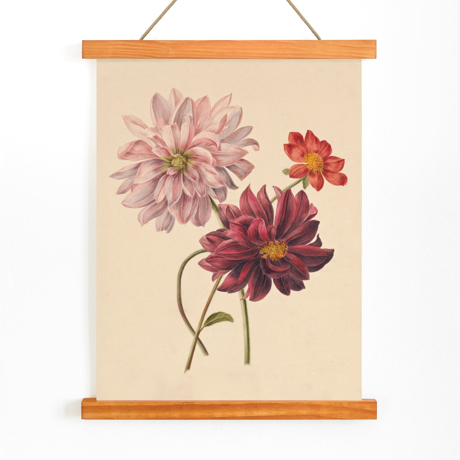 Botanical illustration poster of colorful dahlias in soft pink red and burgundy by Willem Hekking, with wooden magnetic frame on white background