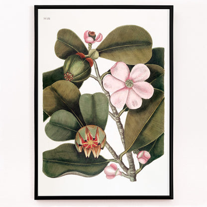 Closeup detail of Balsam Tree botanical illustration with pink flowers and green leaves from The natural history of Carolina Florida and the Bahama Islands by Mark Catesby