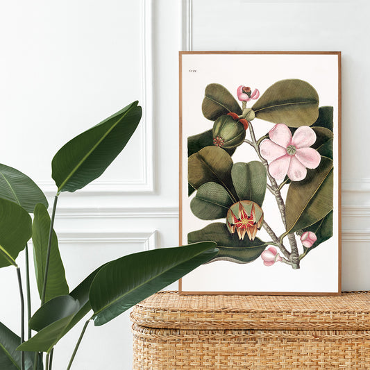 Balsam Tree botanical illustration with pink flowers and green leaves from The natural history of Carolina Florida and the Bahama Islands by Mark Catesby, framed and displayed in home decor