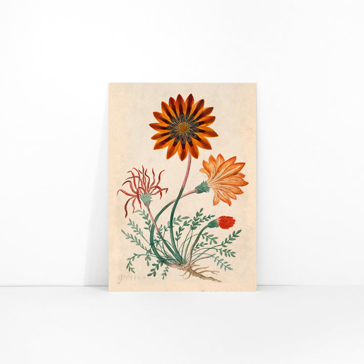 Botanical illustration poster of orange and red Gorteria diffusa flowers with green leaves by Robert Jacob Gordon, framed and displayed in modern living room decor