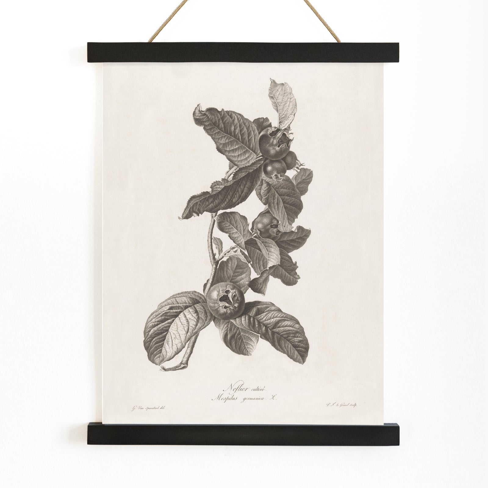 Black and white botanical illustration of medlar fruit and leaves by Pierre Francois Legrand, with wooden magnetic frame on white background