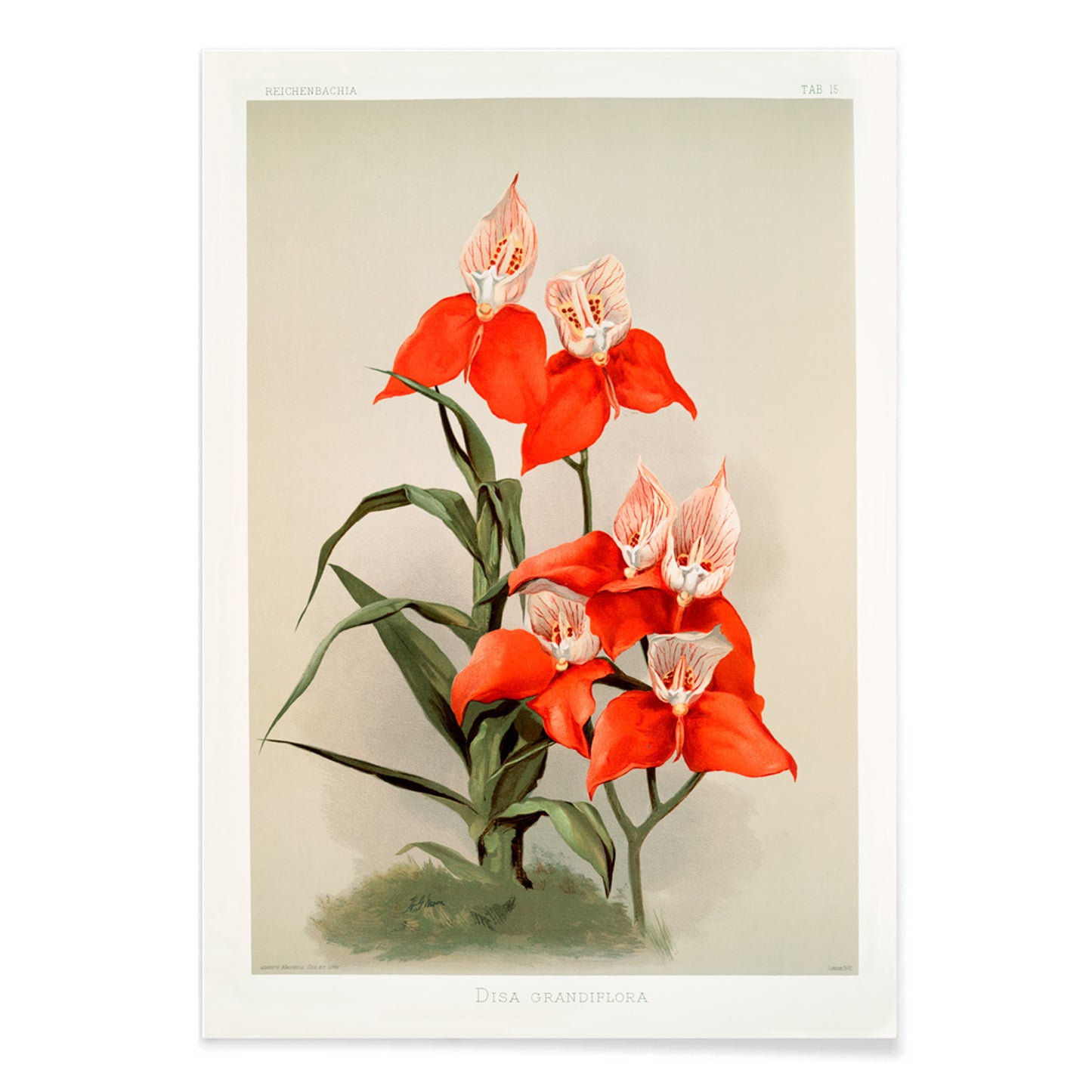 Vivid red Disa grandiflora orchids illustrated by Frederick Sander from Reichenbachia Orchids botanical artwork, with black aluminium frame on white background
