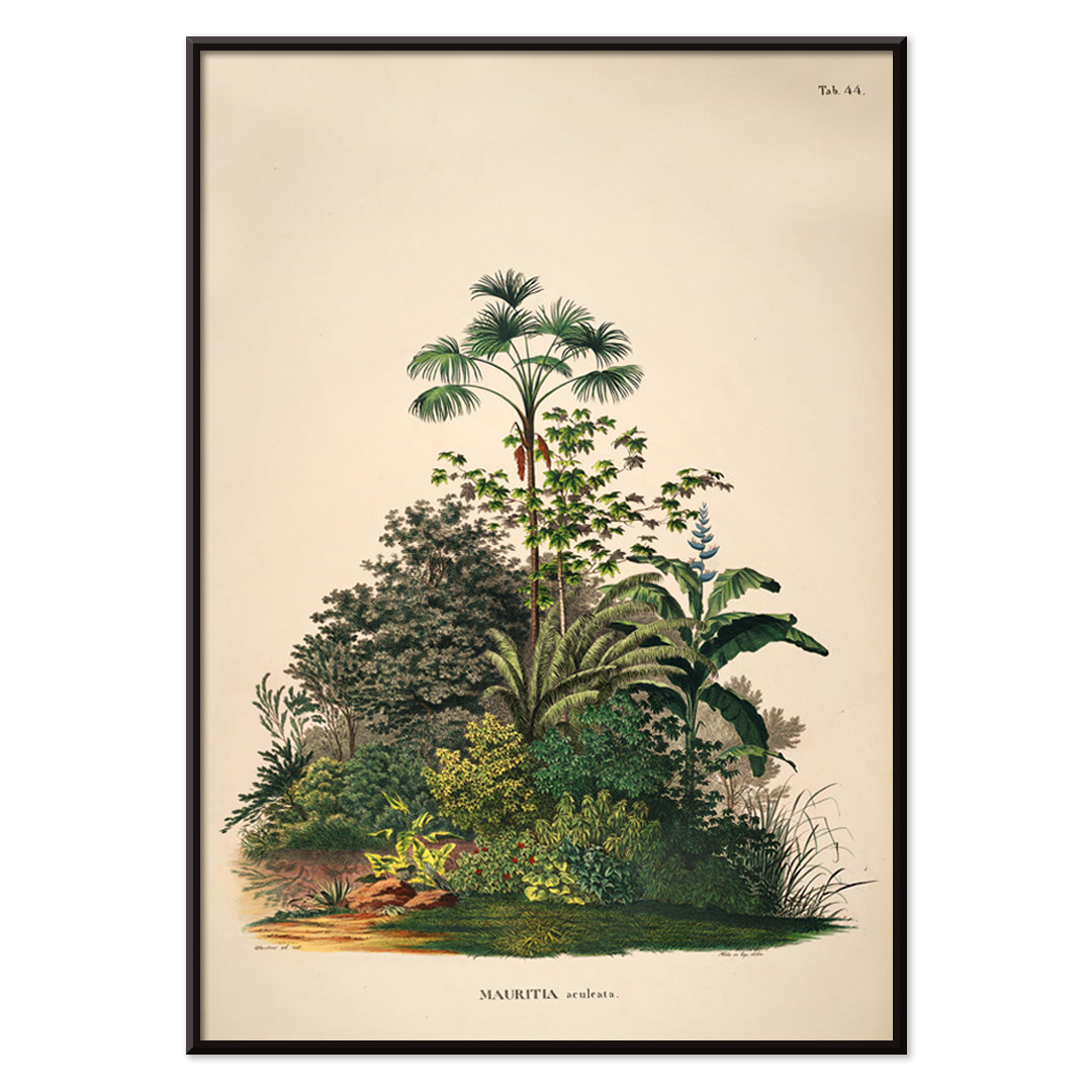 Botanical illustration poster of Mauritia Armata from Historia Naturalis Palmarum by Carl Friedrich Philipp von Martius featuring detailed tropical plants, with black aluminium frame on white background