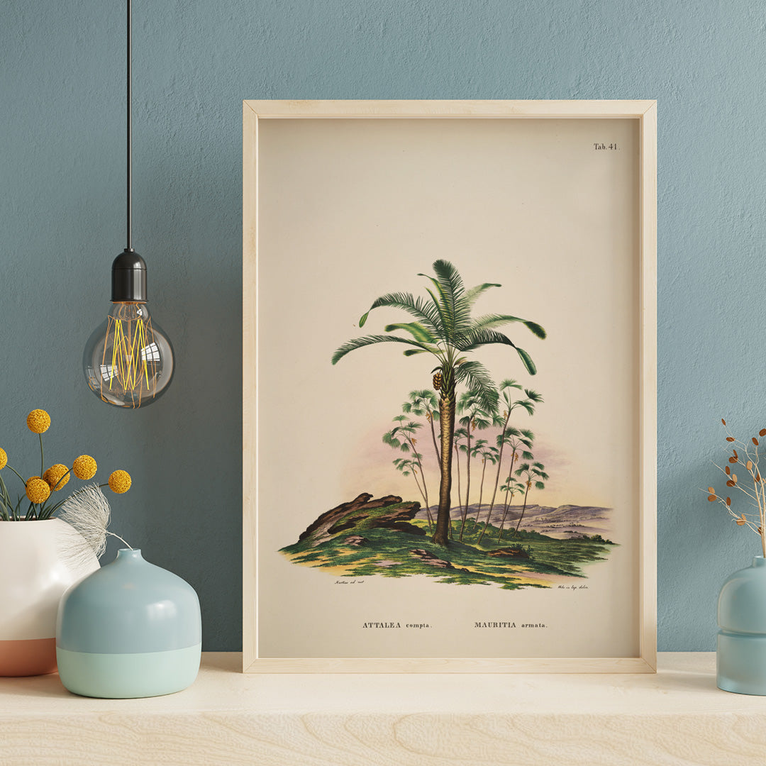 Botanical illustration of Attalea compta palm trees by Carl Friedrich Philipp von Martius from Historia Naturalis Palmarum artwork poster, framed and displayed in home decor