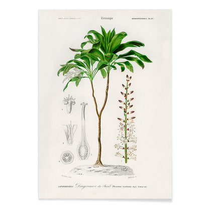 Botanical illustration poster of Dracaena brasiliensis by Charles Dessalines D Orbigny showing detailed plant features and parts, with black aluminium frame on white background