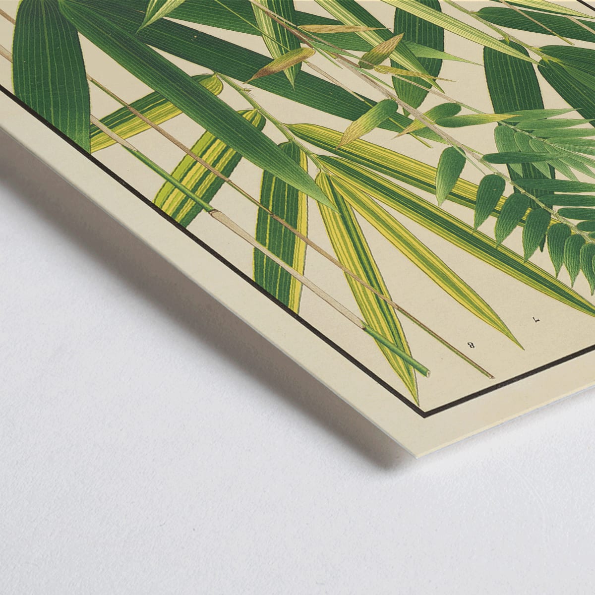 Closeup detail of Botanical illustration and poster of Japanese bamboo species with green leaves by Yasuyoshi Shirasawa from Icones of the bamboos of Japan Nihon chikurui zufu Pl.06