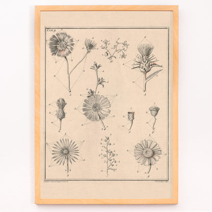 Closeup detail of Botanical flower illustration poster by Noach van der Meer featuring detailed sketches of various species from Flowers Tab 9