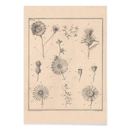 Botanical flower illustration poster by Noach van der Meer featuring detailed sketches of various species from Flowers Tab 9, with black aluminium frame on white background