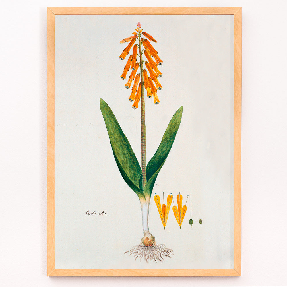 Closeup detail of Botanical illustration poster of opal flower with orange blossoms and green leaves by Robert Jacob Gordon