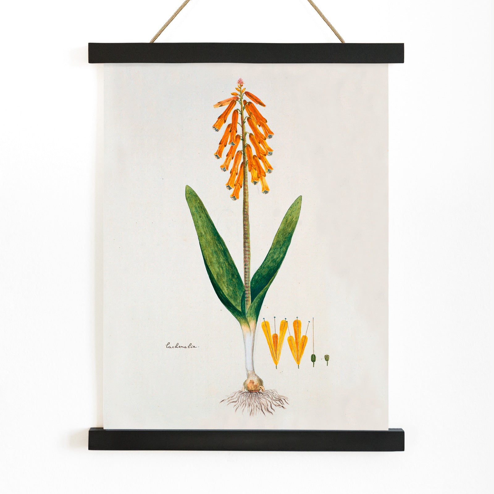 Botanical illustration poster of opal flower with orange blossoms and green leaves by Robert Jacob Gordon, with wooden magnetic frame on white background