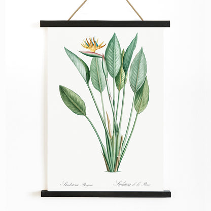 Botanical bird of paradise illustration by Pierre-Joseph Redoute from Les liliacees with green leaves poster, with wooden magnetic frame on white background