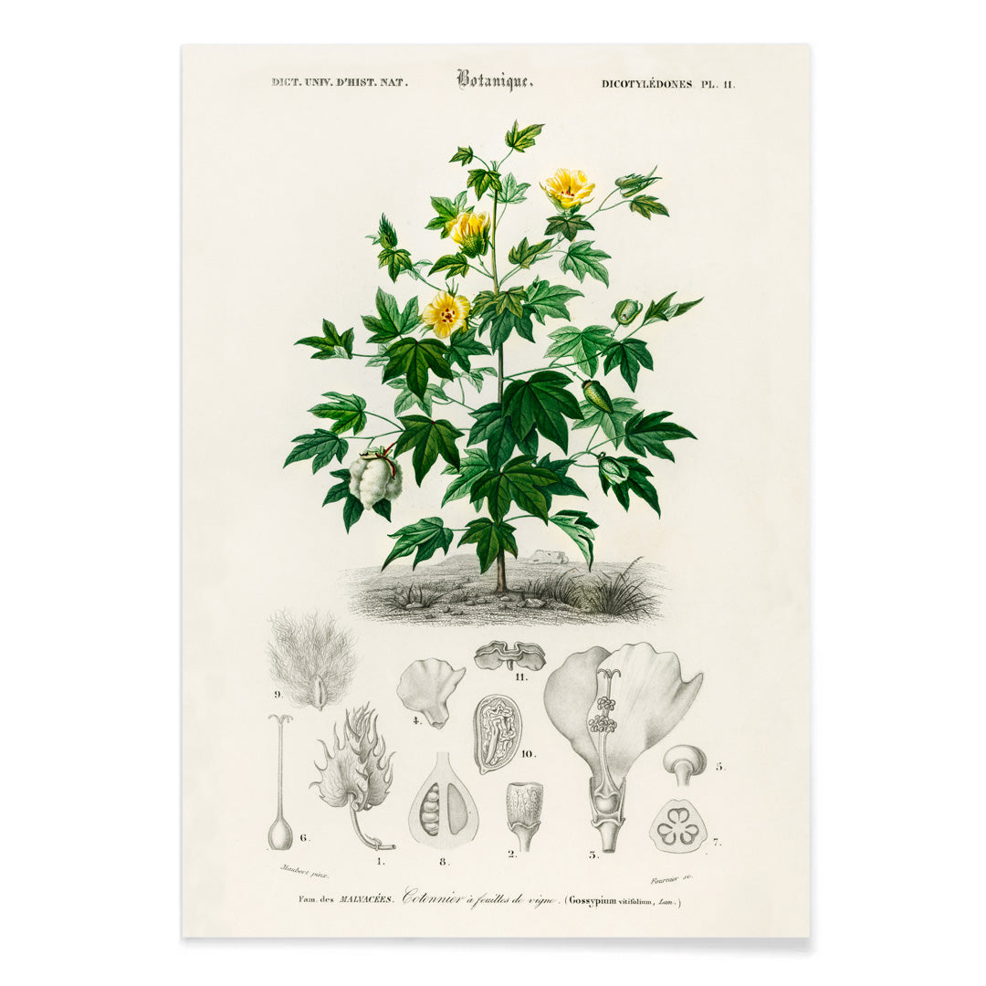 Sea Island cotton botanical illustration by Charles Dessalines D Orbigny with plant details and sketches poster, with black aluminium frame on white background