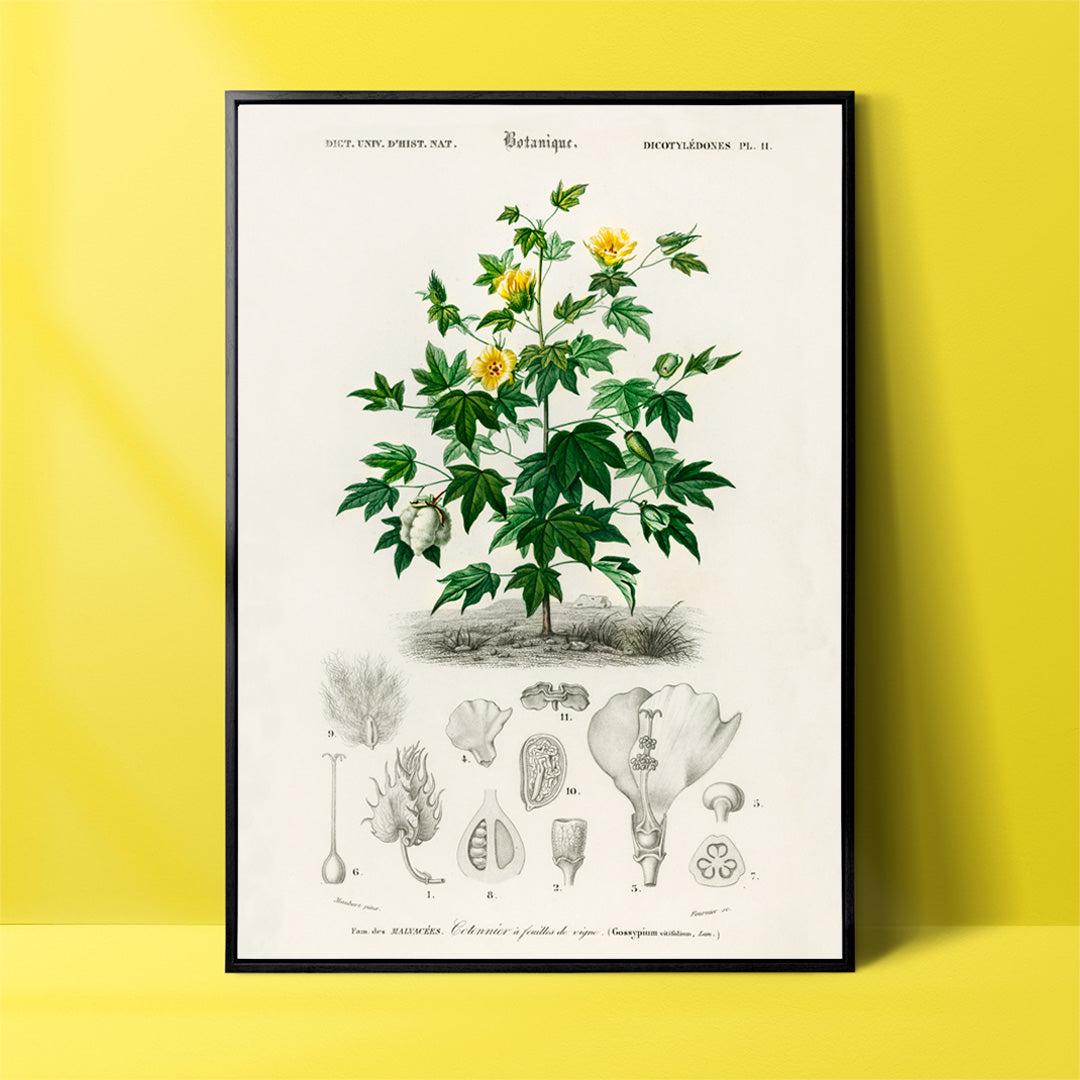 Sea Island cotton botanical illustration by Charles Dessalines D Orbigny with plant details and sketches poster, framed and displayed in home decor