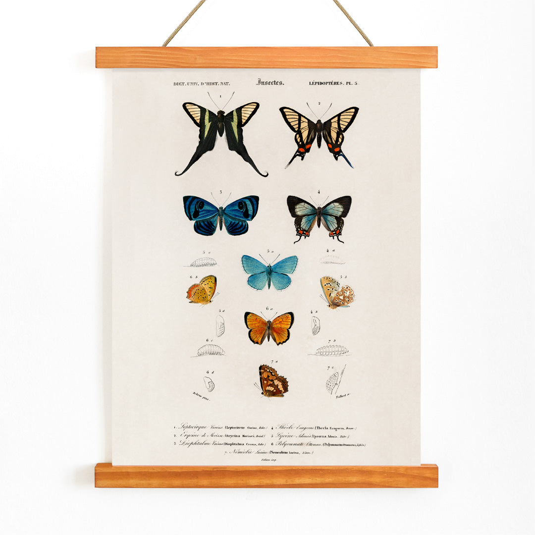 Colorful butterflies and chrysalises illustration and poster showing butterfly life stages by Charles Dessalines D Orbigny, with wooden magnetic frame on white background