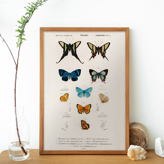 Colorful butterflies and chrysalises illustration and poster showing butterfly life stages by Charles Dessalines D Orbigny, framed and displayed in home decor