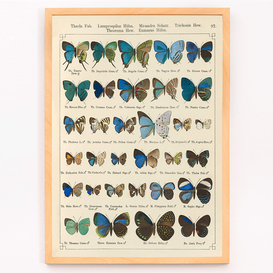 Colorful illustration of exotic butterflies in vibrant colors from Exotic butterflies Pl.097 by Otto Staudinger, framed and displayed in modern living room decor