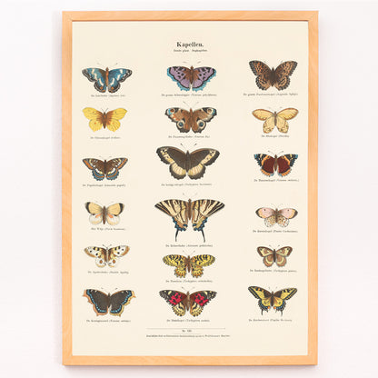 Closeup detail of Vintage butterfly illustration and poster showing various butterfly species from Collection of Butterflies by Ernst Frohlich detailed artwork