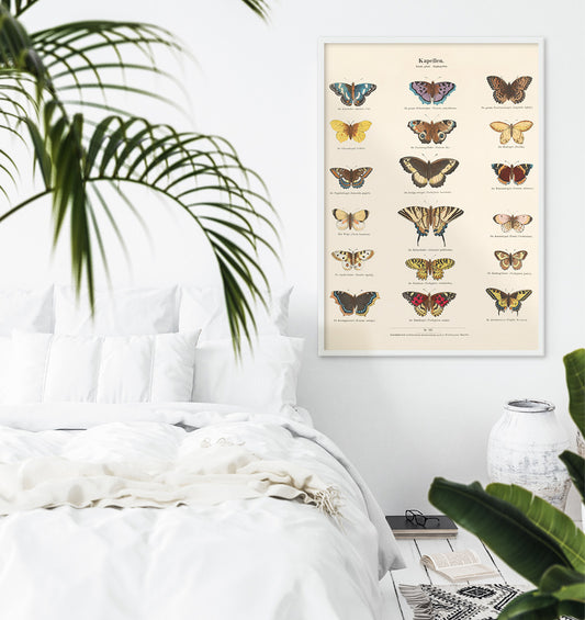 Vintage butterfly illustration and poster showing various butterfly species from Collection of Butterflies by Ernst Frohlich detailed artwork, framed and displayed in home decor