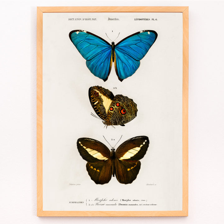 Closeup detail of Colorful butterflies illustration by Charles Dessalines D Orbigny poster artwork different types of butterfly