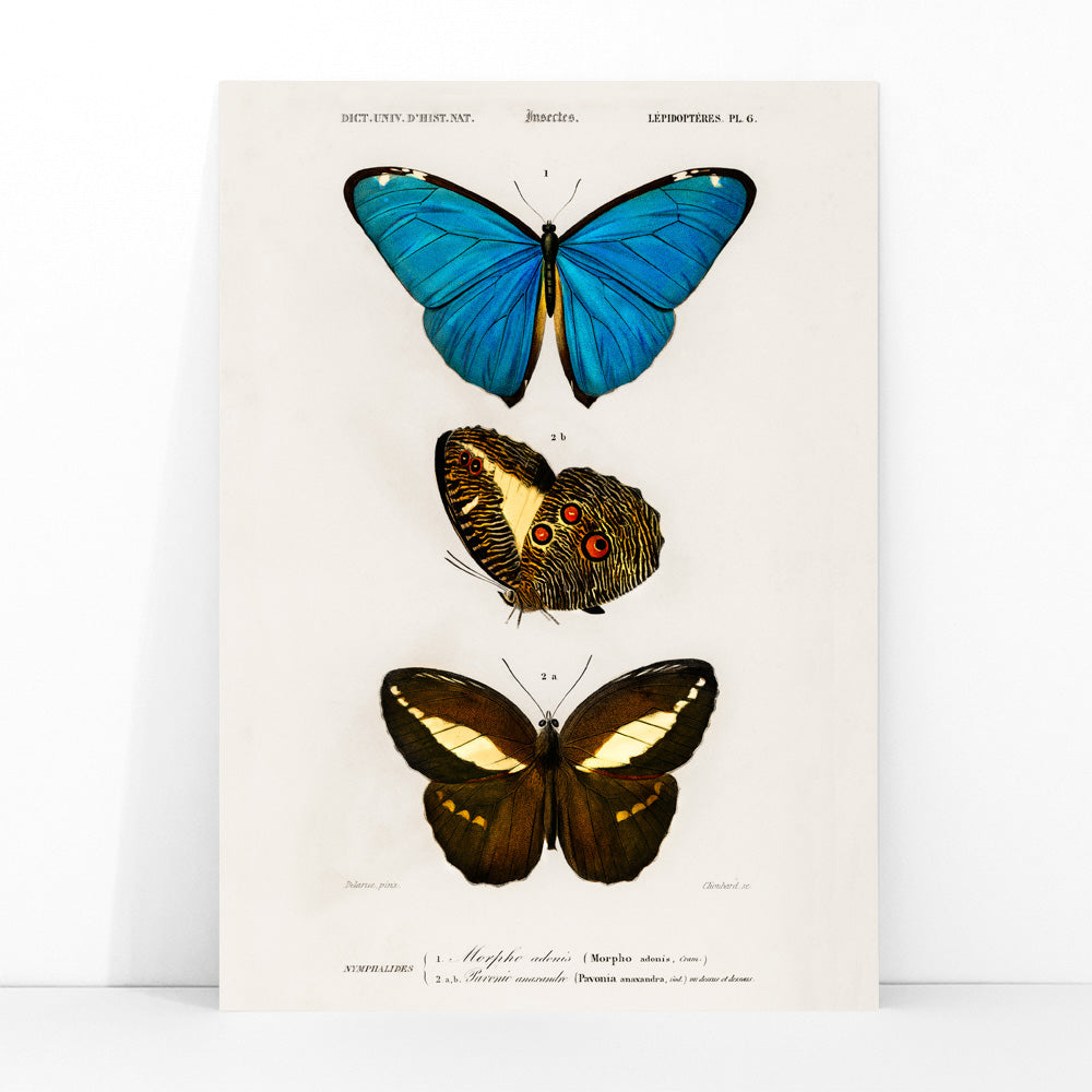 Colorful butterflies illustration by Charles Dessalines D Orbigny poster artwork different types of butterfly, framed and displayed in modern living room decor